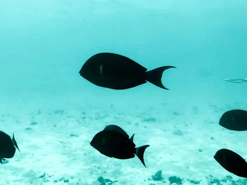 Scuba Diving at Kadmat Island