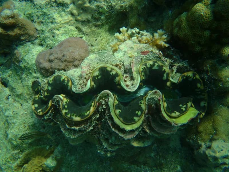 Glass-Bottom Boat & Snorkeling