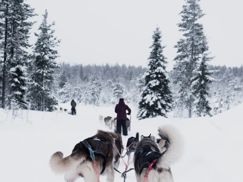 Husky Sledding Safari