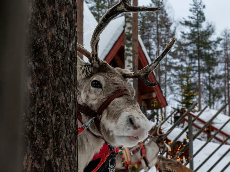 Reindeer Farm & Sleigh Rides