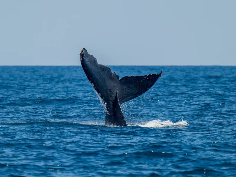 Whale Watching in the Sea of Cortez