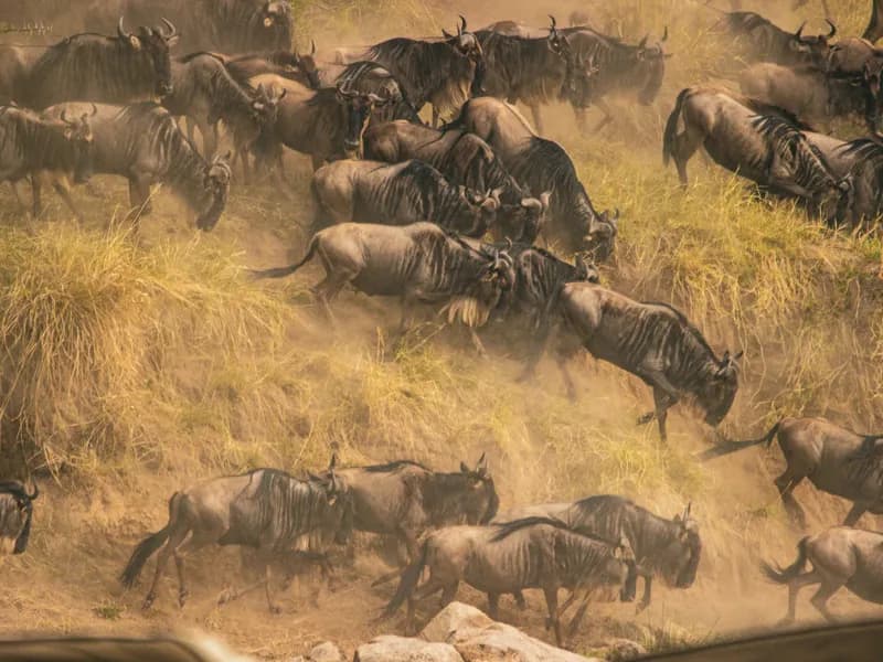 Great Migration River Crossing