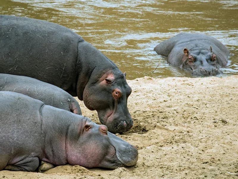 Mara River Hippo Pools