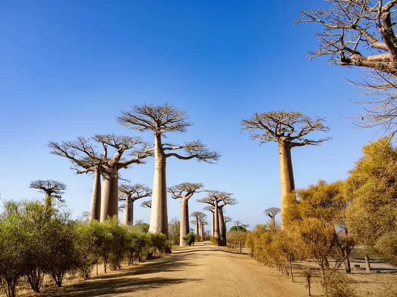 Avenue of the Baobabs