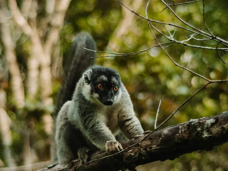 Andasibe-Mantadia National Park