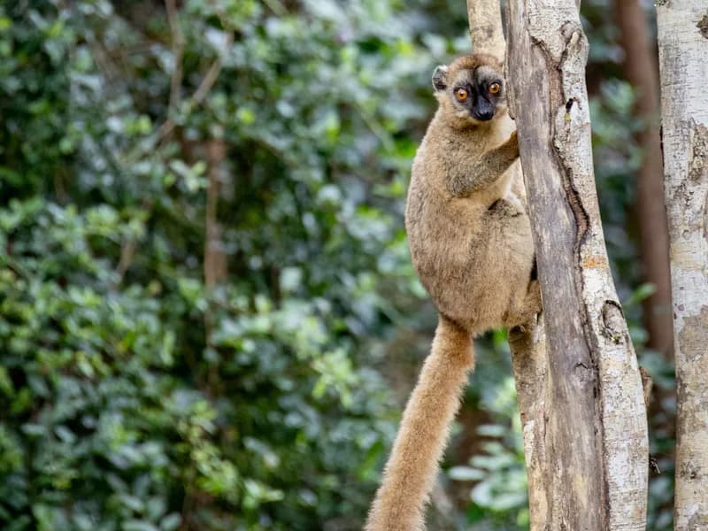 Ranomafana National Park