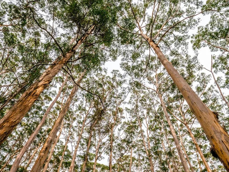 Boranup Karri Forest