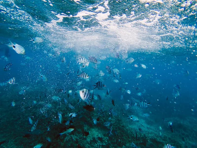 Coral Reef Snorkeling at Blue Bay