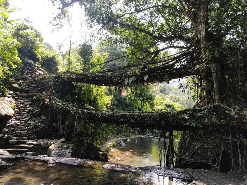 Double Decker Living Root Bridge (Nongriat)