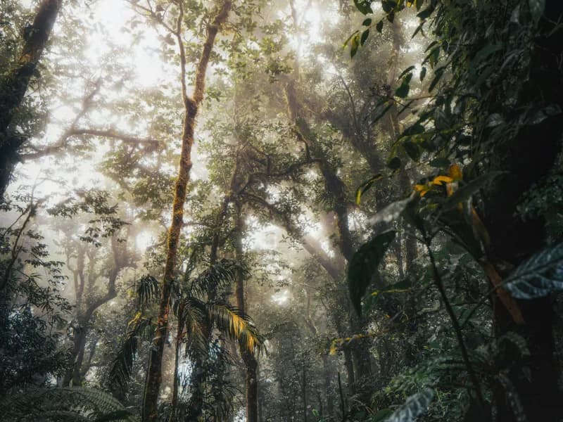 Monteverde Cloud Forest Reserve