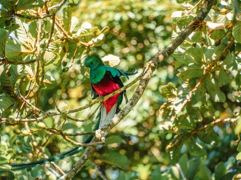 Resplendent Quetzal Spotting