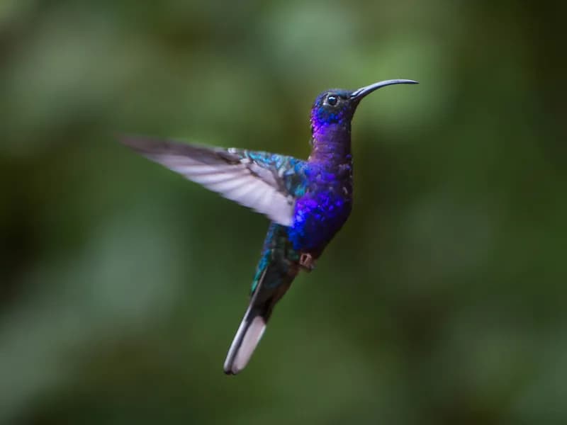 Hummingbird Gallery