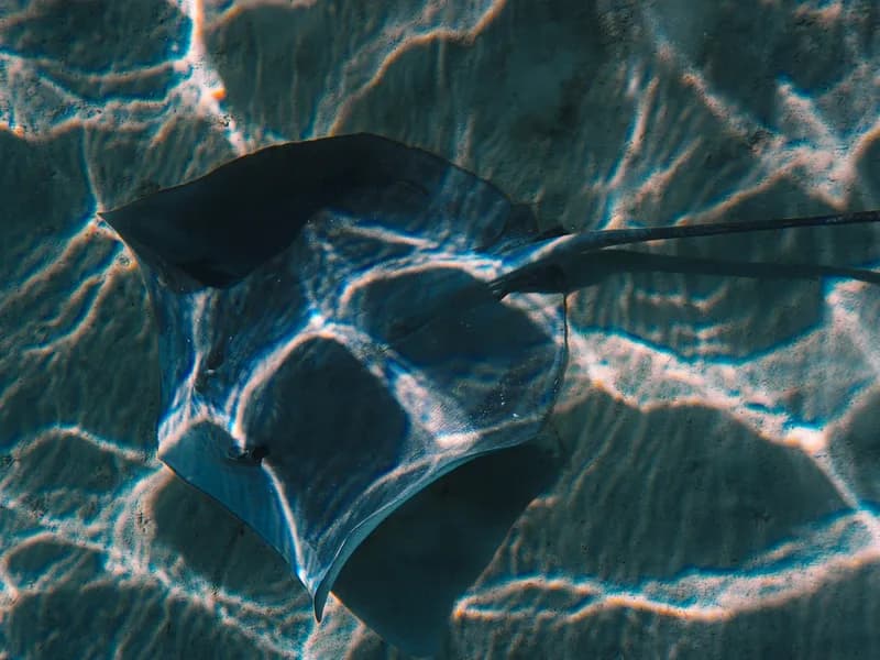 Shark and Ray Feeding Excursion