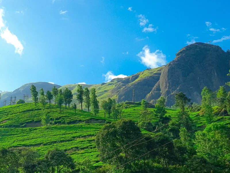 Tea Plantations & KDHP Tea Museum