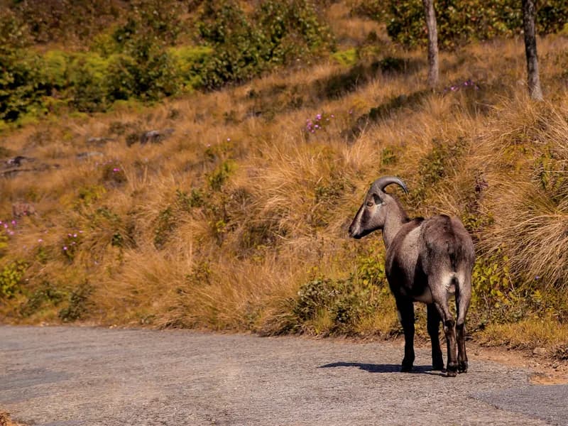 Eravikulam National Park