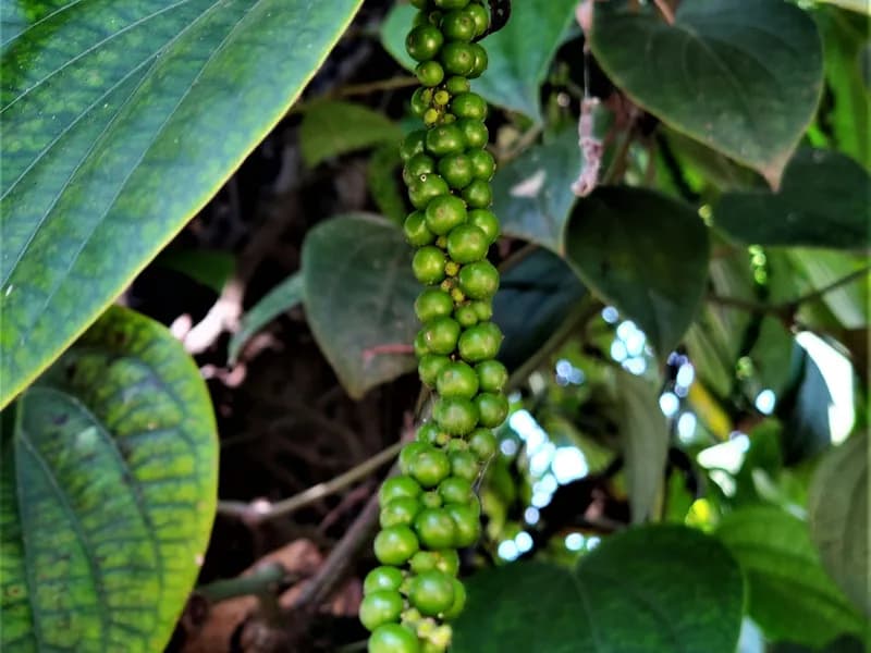 Spice Plantations
