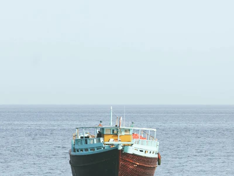 Dolphin Watching at Muscat Marina