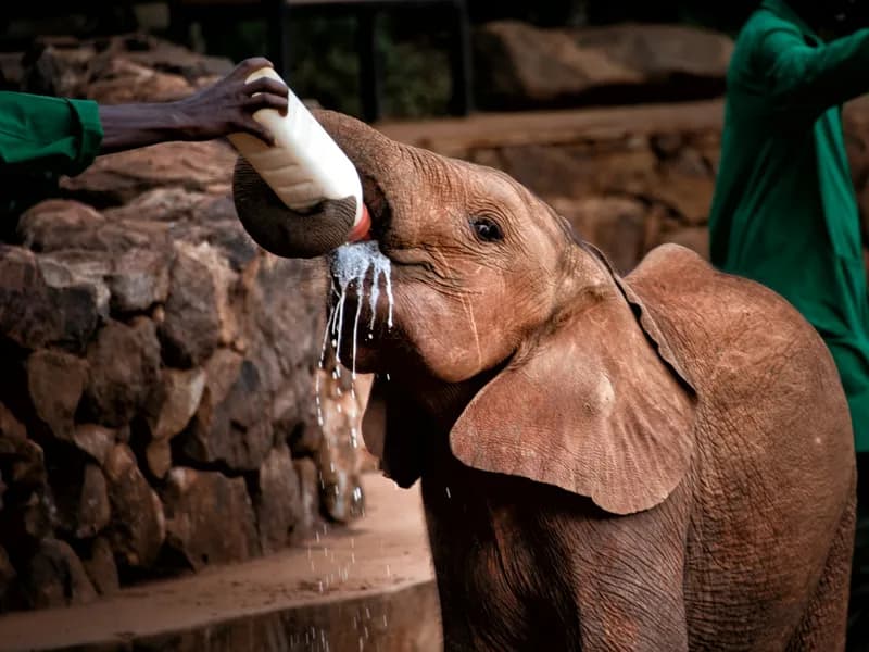 David Sheldrick Elephant Orphanage