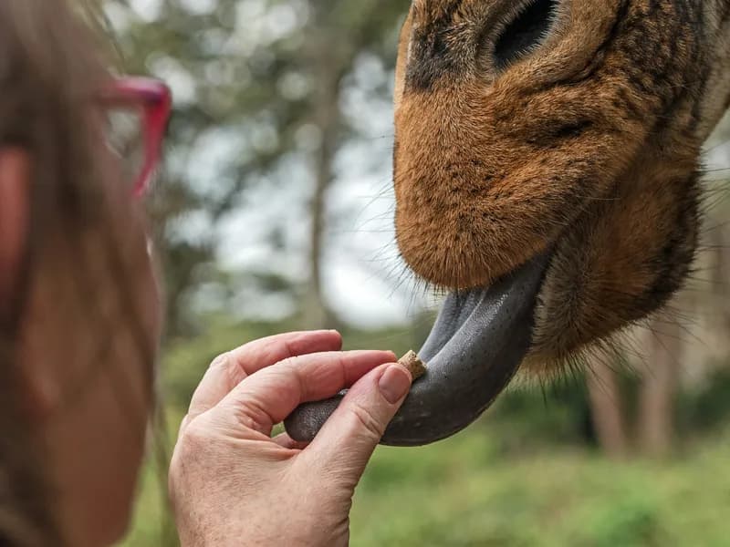Giraffe Centre