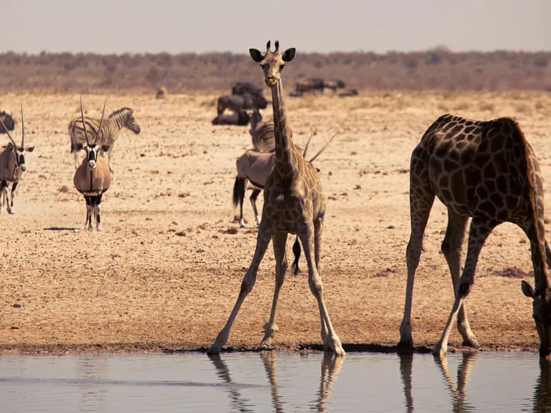 Etosha National Park