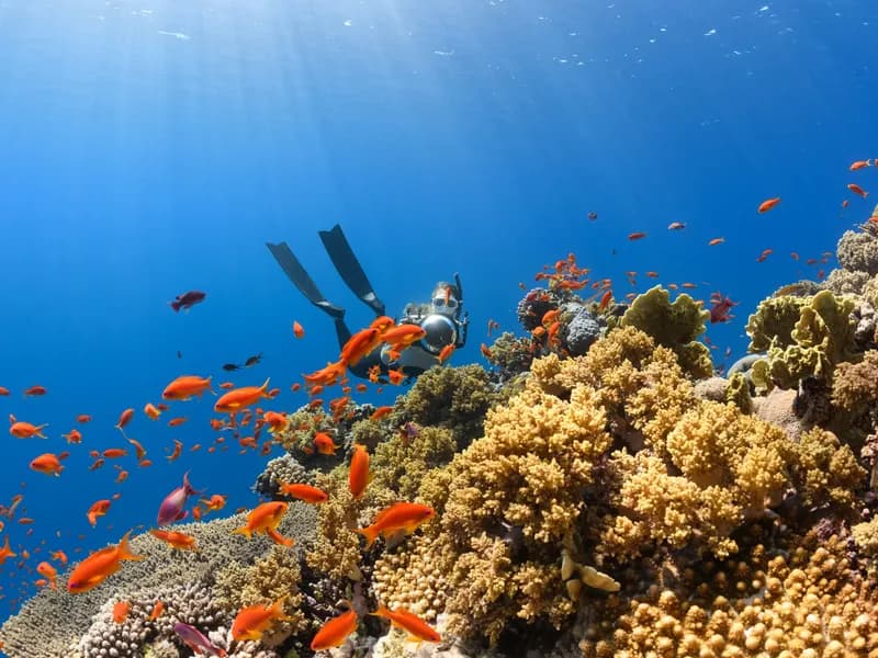Red Sea Diving & Coral Reefs