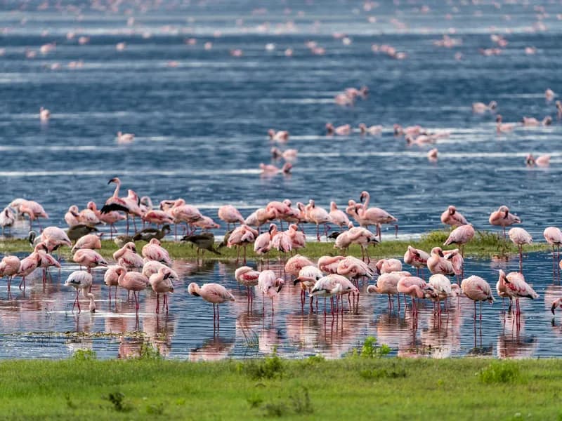 Lake Magadi Flamingo Spectacle