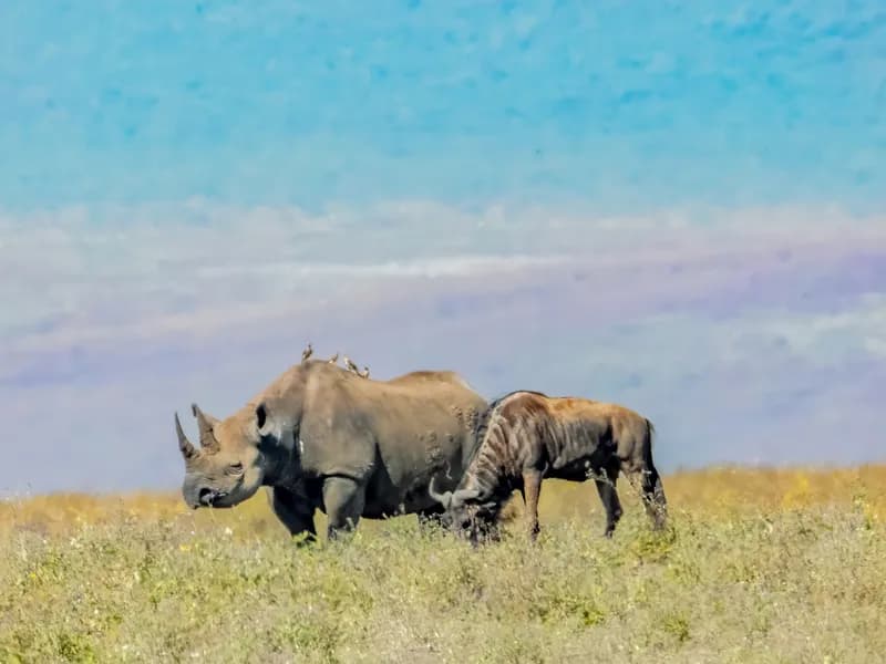Black Rhino Tracking