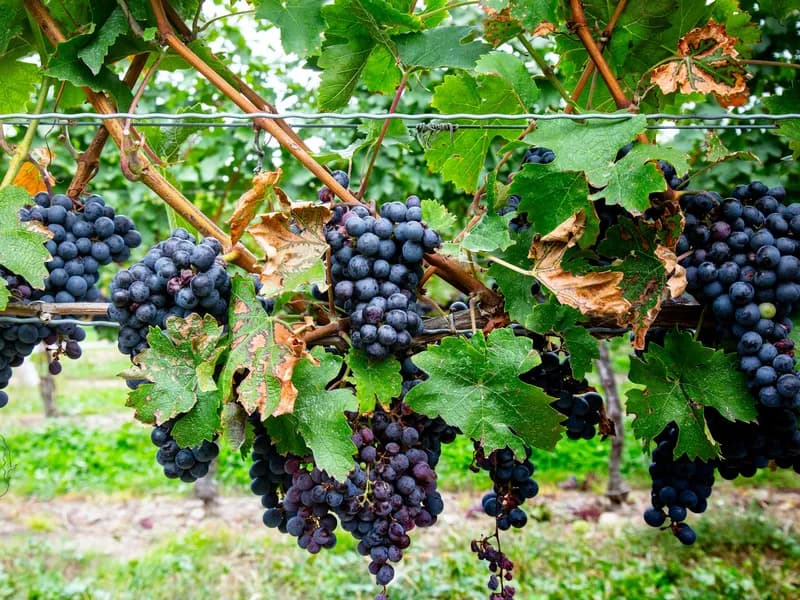 Niagara-on-the-Lake Wine Country