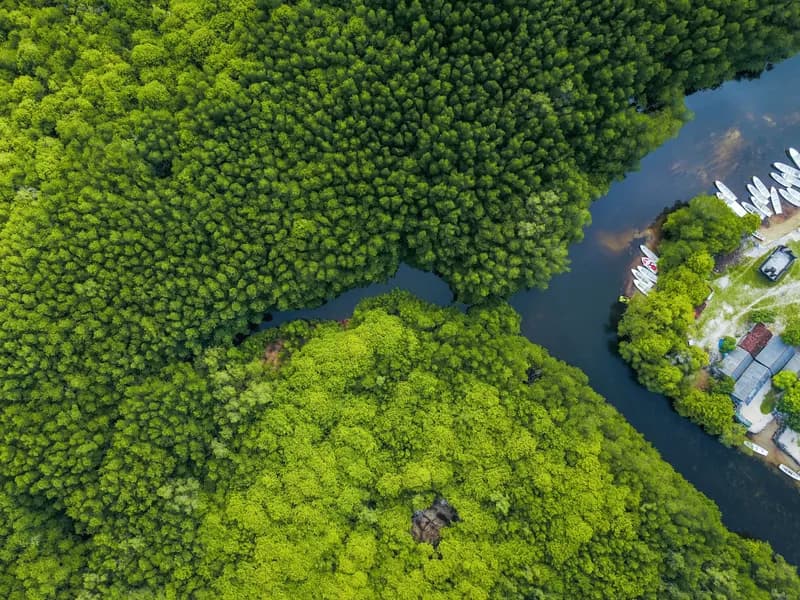 Mangrove Point & Forest Tour