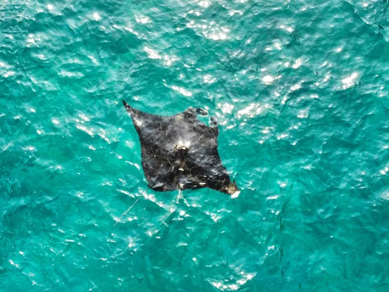 Manta Point Snorkeling