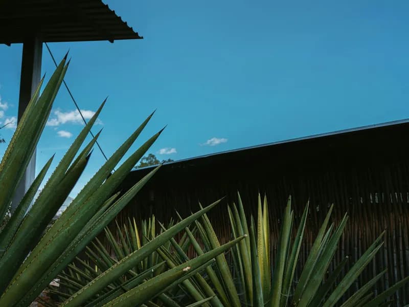 Mezcal Distillery Tour