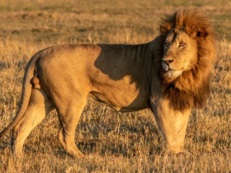 Moremi Game Reserve