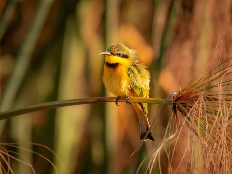 Birdwatching Paradise