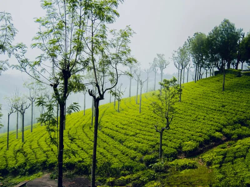 Tea Estates & Tea Museum