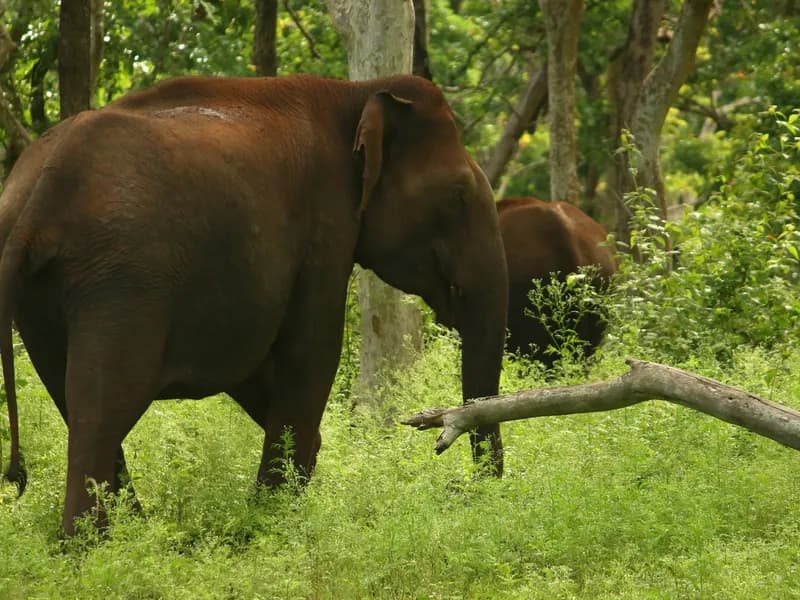 Mudumalai Tiger Reserve