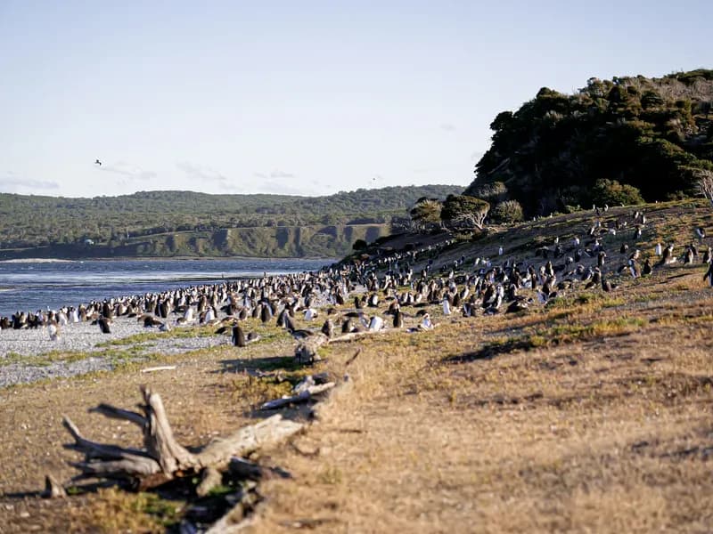 Penguin Colonies