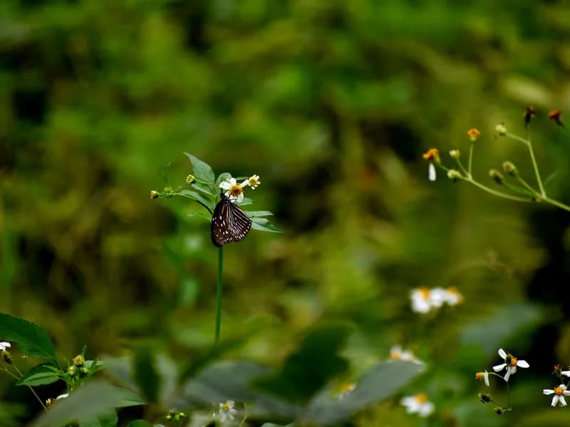 Entopia Butterfly Farm