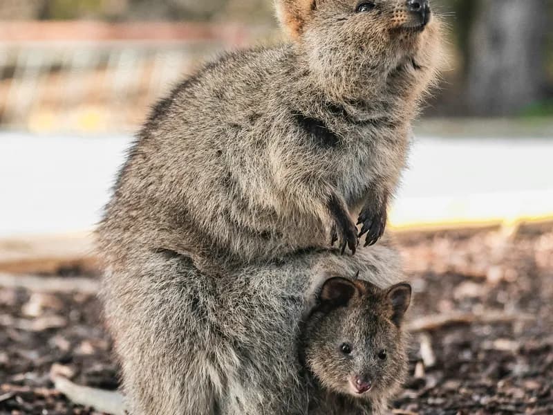 Rottnest Island (Quokka Central)