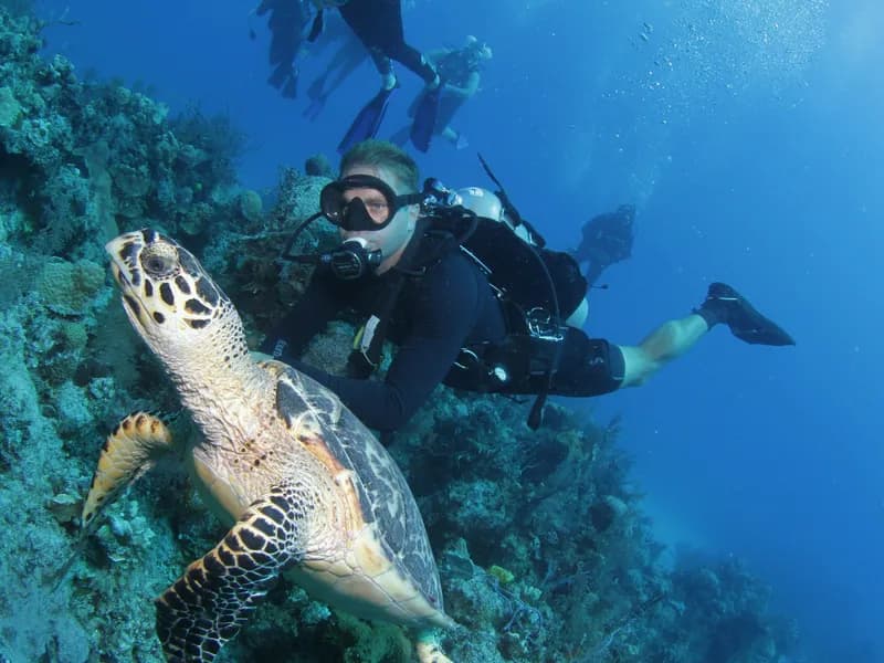 Akumal Bay Sea Turtles