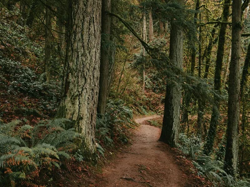 Forest Park and Wildwood Trail