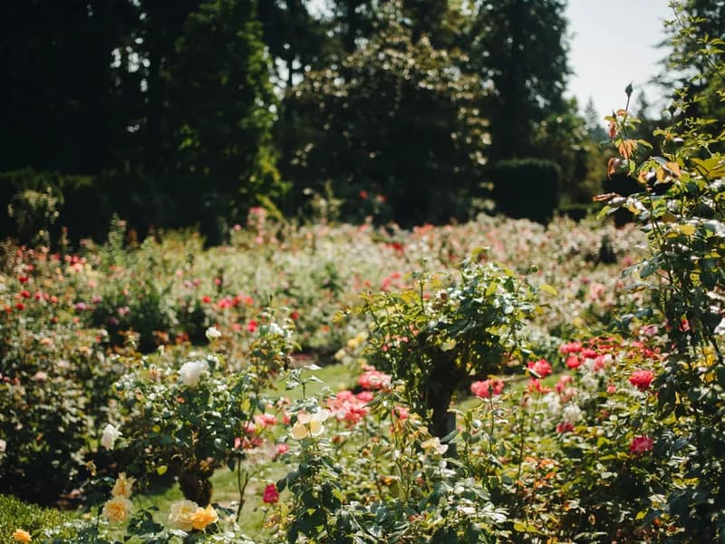 International Rose Test Garden