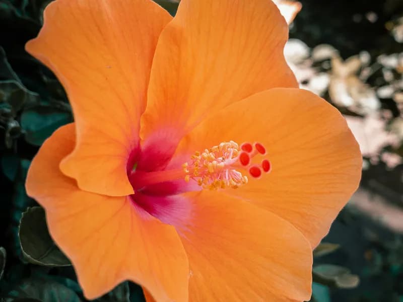 Vallarta Botanical Gardens
