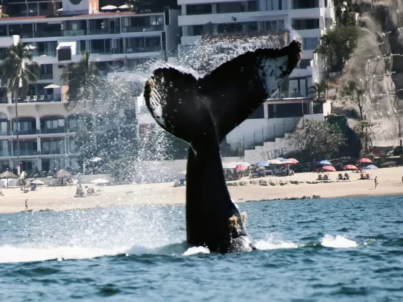 Bay of Banderas Whale Watching