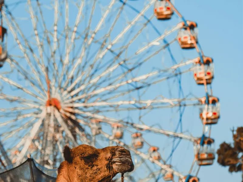 Pushkar Camel Fair