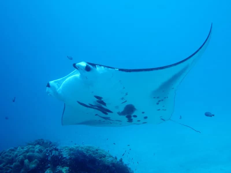 Manta Ray Encounters