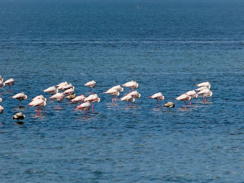 Flamingo Sanctuary at Chhari Dhand