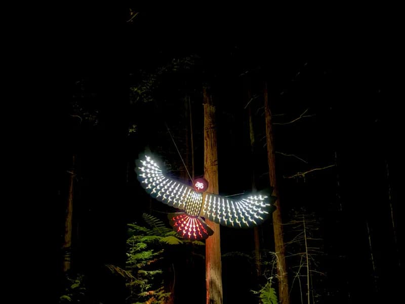 Redwoods Treewalk (Whakarewarewa Forest)