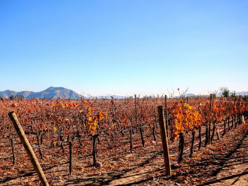Maipo Valley Wine Tasting