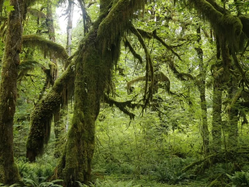 Olympic National Park (Day Trip)