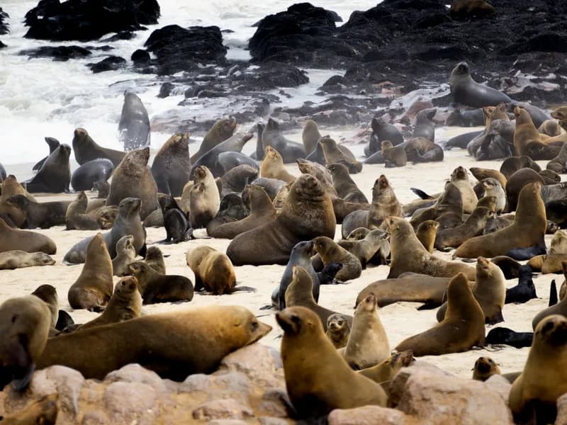 Cape Cross Seal Colony